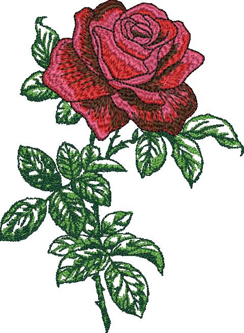 High Quality Rose Flowere (38)